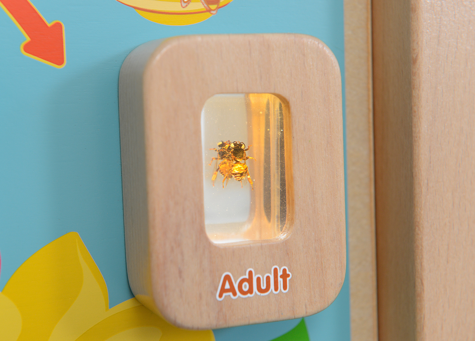 Light-Up Bee Life Cycle Stages Panel